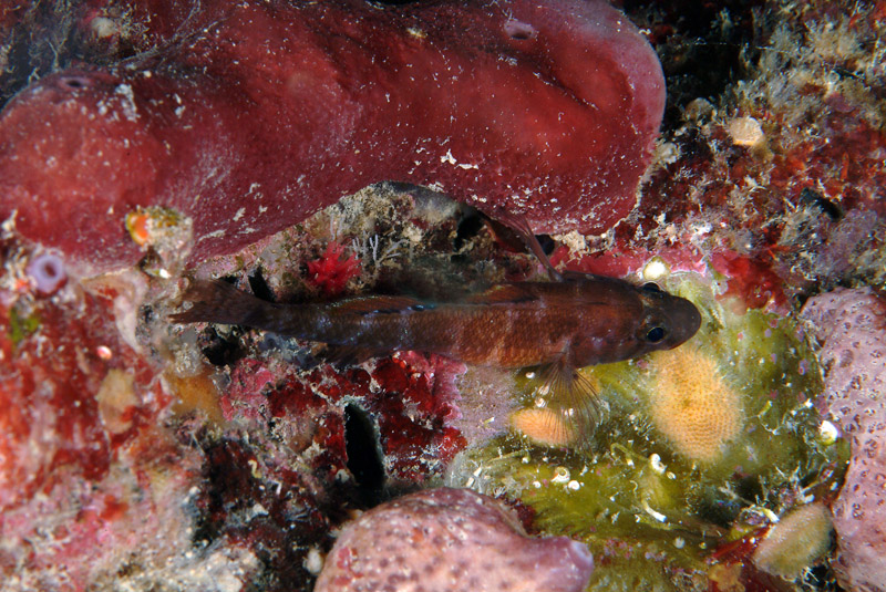 Gammogobius steinizi